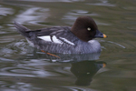 Goldeneye (female), Tierpark Hellabrun, Munich