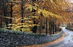 Beeches
