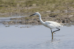 Little Egret
