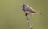 Male Bluethroat