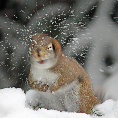 An American Red Squirrel causes a mini blizzard with a sudden shake of it's head. I'd watched the falling snow slowly…