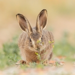 Chickweed Hare 2026