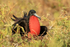 Magnificent Frigatebird (male) semi-inflated sac, on nest, Isla Lobos