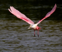 Roseate Spoonbil _0007