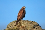 November 2008 - Common Buzzard