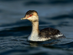 Slavonian Grebe on Farmoor 2