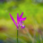 Arethusa bulbosa (Dragon's Mouth Orchid)