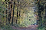 Im Wald