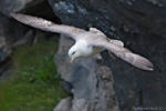 Fulmar (Fulmarus glacialis)
