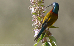 Green tailed sunbird