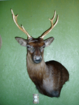SIKA - REINA