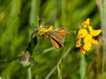 Essex Skipper