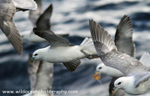 SBF014: Fulmars in flight