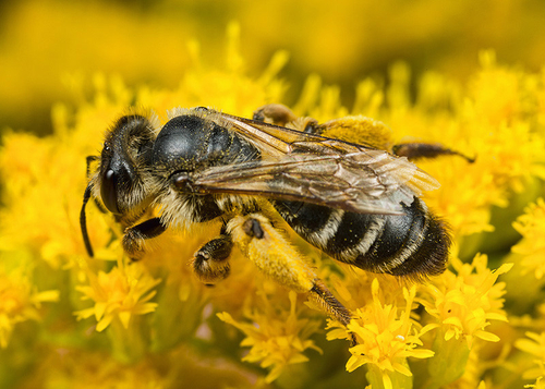 [I]Halictus rubicundus[/I] female. Warwickshire, August 2013.