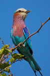 Lilac-breasted Roller perched on a branch