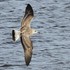 Yellow-legged Gull (Larus michahellis) 1W