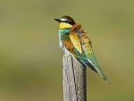European Bee Eater