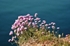 Thrift by the Sea
