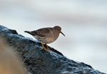 Purple Sandpiper