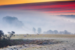 z3595 Nunwell Down Misty Sunrise