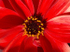 Flower _ FL006