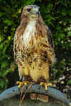 Red Tailed Hawk Maizie