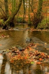 Autumn Reflections