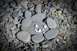 Stone Face-5660 1 of 1