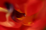 Delicacy  Of Love's Passion