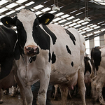 Milking Parlour - 24