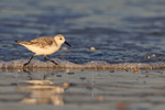 Sanderling running early morning, Fort De Soto, Florida