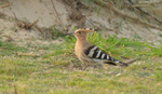 Hoopoe