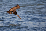 Diving Brown Pelican from below, Sanibel Island, Florida