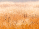 November Meadow--Bug Farm