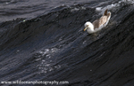 SBF002: Fulmar on wave