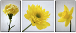 Yellow Flower Triptych