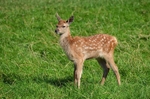 Red Deer