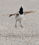 White Wagtail jumps to catch an insect on the causeway at Farmoor