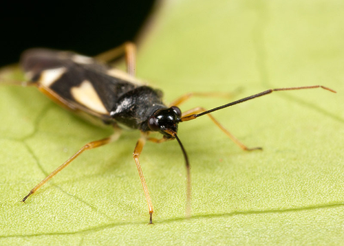 Hemiptera (True Bugs)