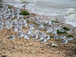 Sanderlings