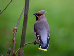 Waxwing