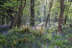 Spring Glade