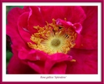 Rosa gallica 'Splendens' 1