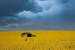 Field of Rape near Blandford