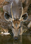 Sambar deer - drinking 2