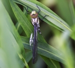 Common Hawker