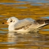 Black-headed Gull