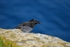 Raven