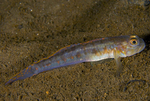 Lesueurigobius friesii