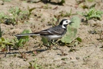 20110422-IMG_4710